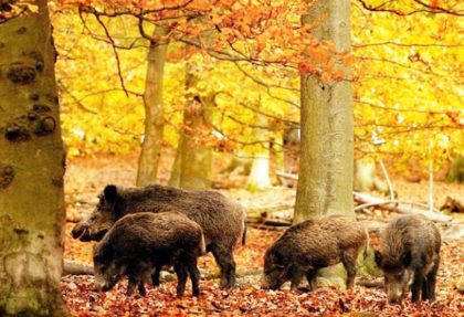 Parco delle Madonie